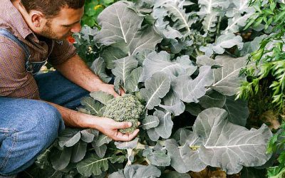 “Eat your Broccoli & Brussels sprouts” says our Mobile Physiotherapy team